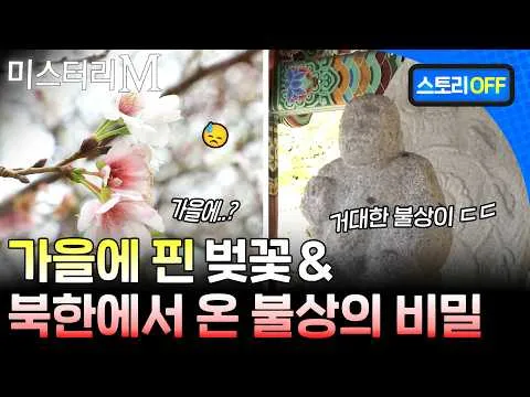 ปริศนาดอกซากุระที่บานในฤดูใบไม้ร่วงและพระพุทธรูปจากเกาหลีเหนือ