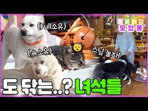 虛空又虛空，寺廟裡修行的動物們的故事