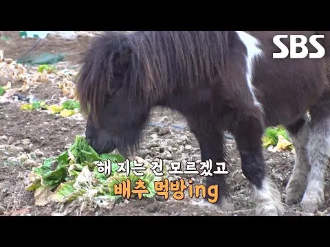 ไค พอบอกให้กลับบ้านก็กระโดดโลดเต้นเหมือนวัว เผยสัญชาตญาณหาทางกลับบ้านไม่เหมือนใคร