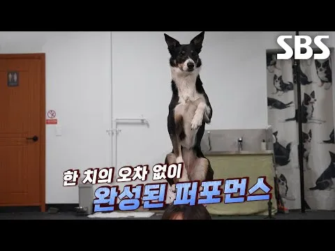 ราวี ดาวรุ่งด็อกแดนซ์ผู้สะกดทุกสายตา