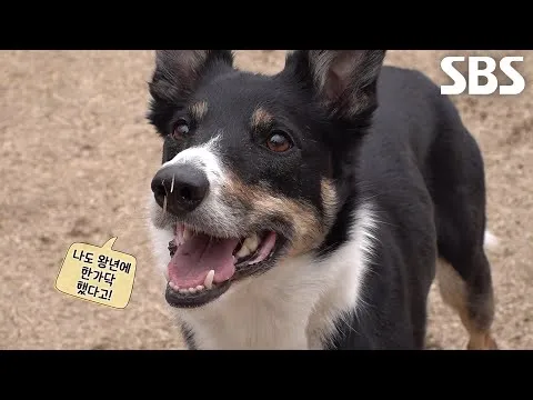 Ravi, o cão multitalentoso, tem grande sucesso ao pegar o frisbee
