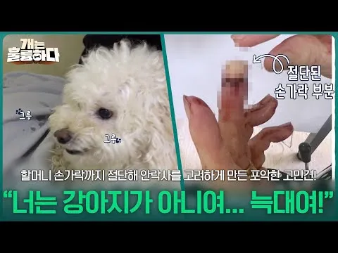 ดงดง สุนัขเลี้ยงสุดดุ แสดงความก้าวร้าวใส่คุณยาย