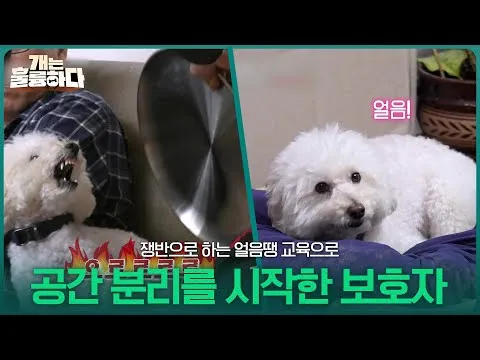 '개는 훌륭하다' 동동이의 얼음땡 교육, 공간 분리의 시작