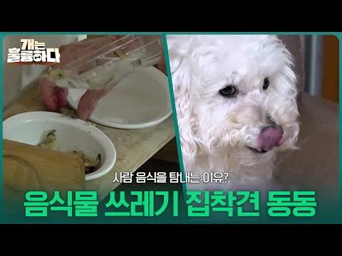 Dongdongi, o cão obcecado por lixo de comida, cobiça a comida das pessoas