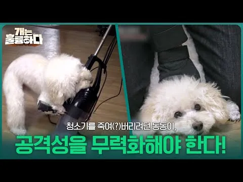 东东的攻击性，用“中和”而非“控制”来克服！