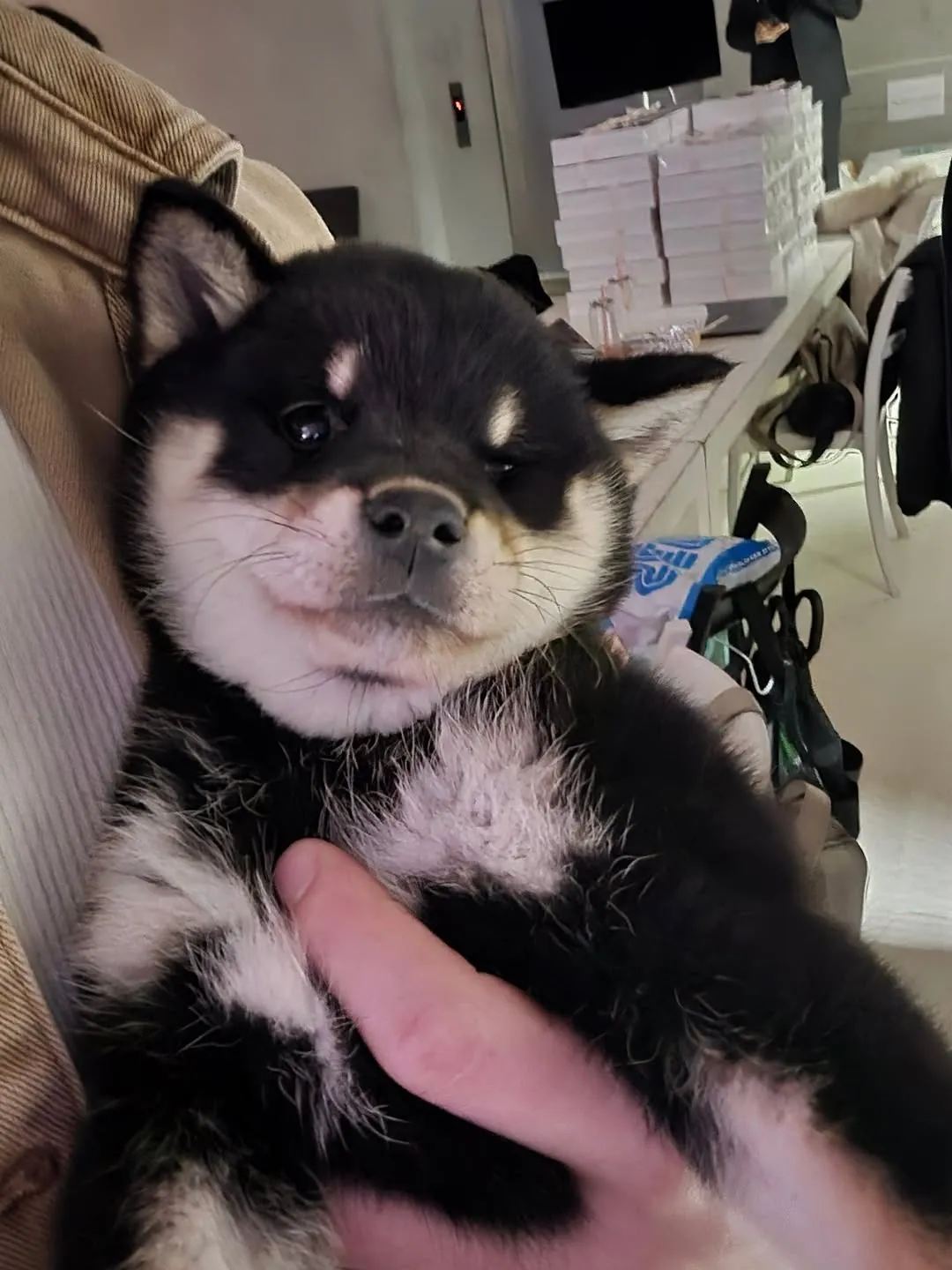 TOMORROW X TOGETHER, Beomgyu, Instagram, chó con, TXT