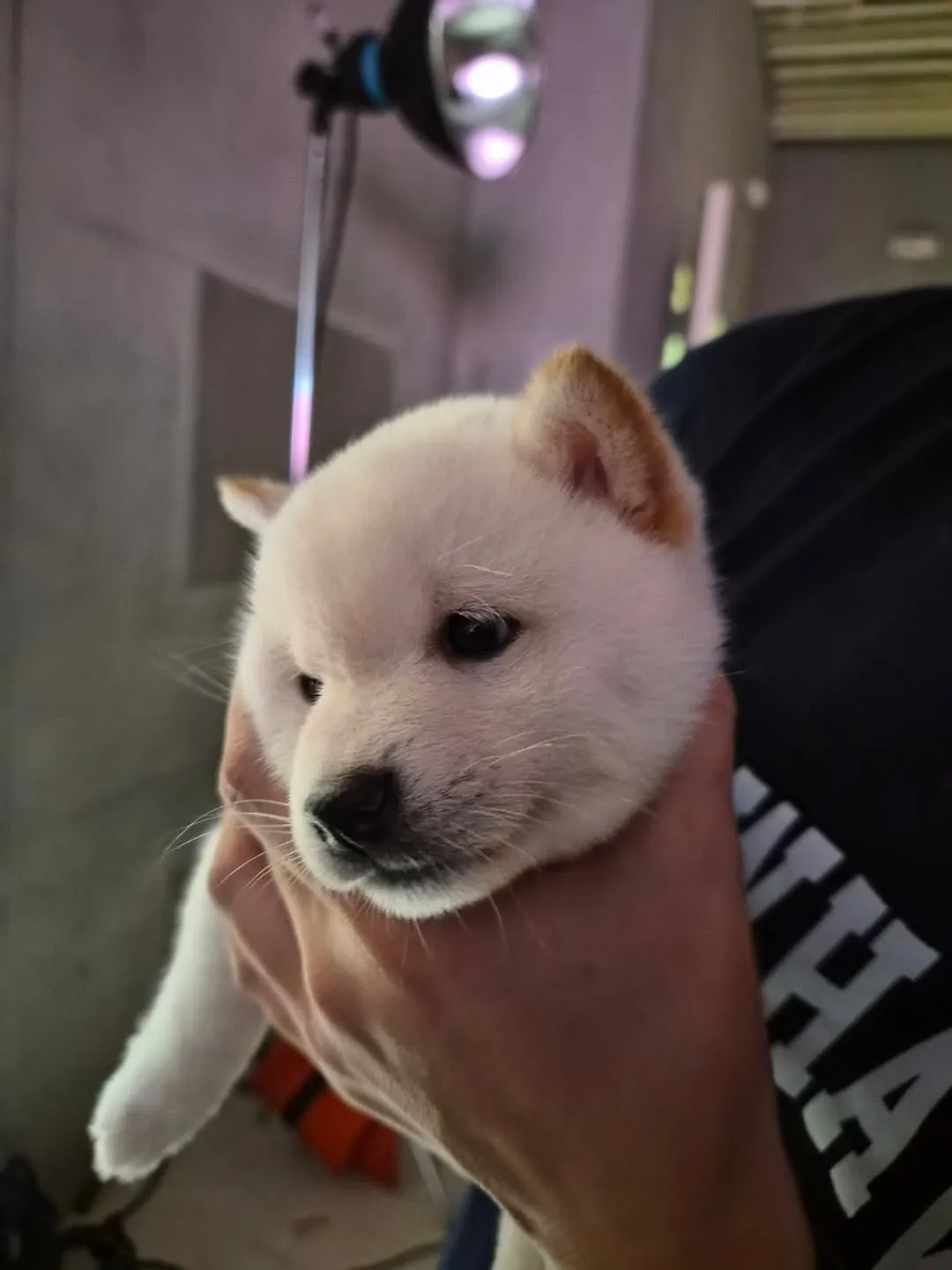 TOMORROW X TOGETHER, Beomgyu, Instagram, chó con, TXT