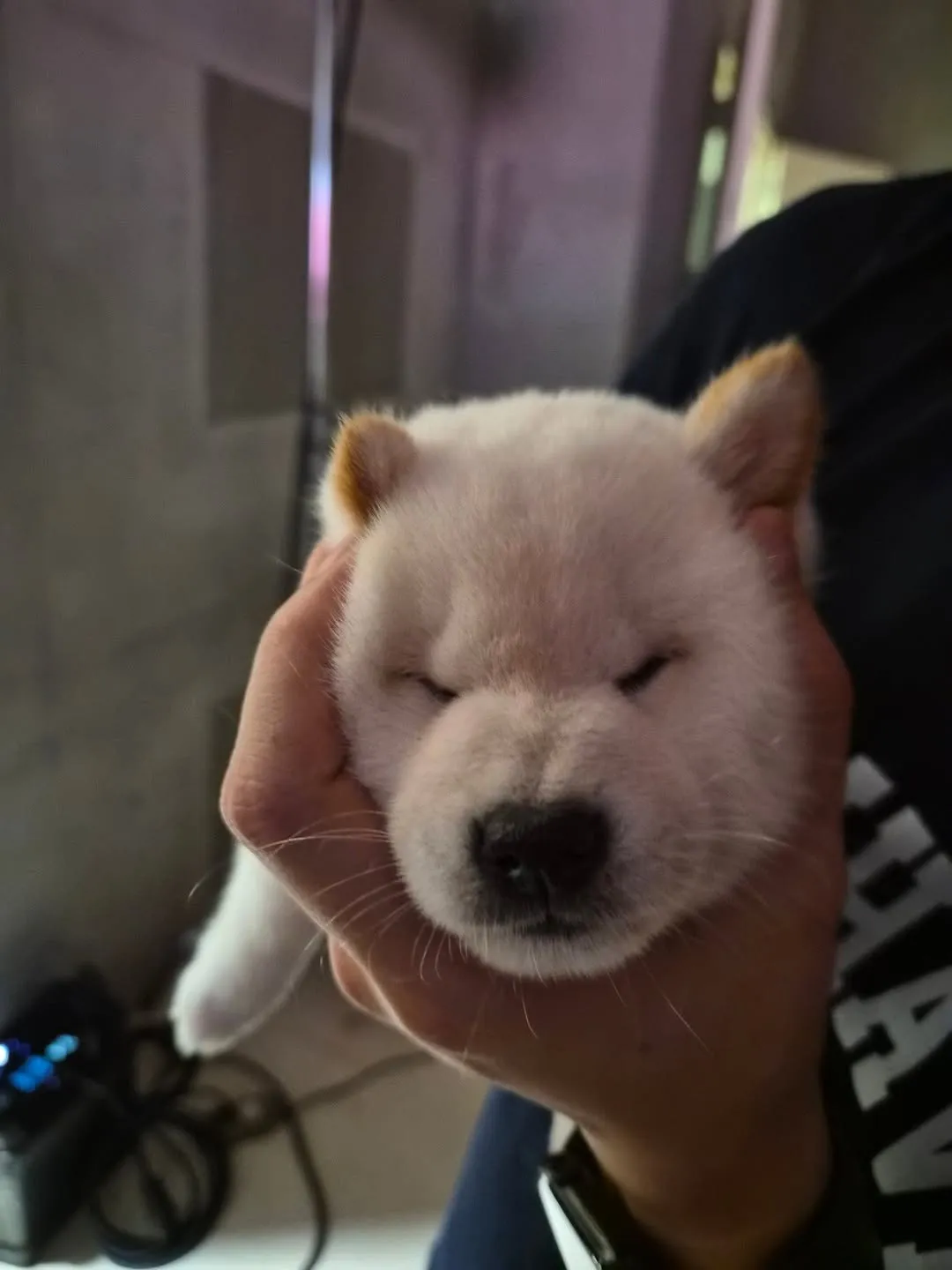 TOMORROW X TOGETHER, Beomgyu, Instagram, chó con, TXT