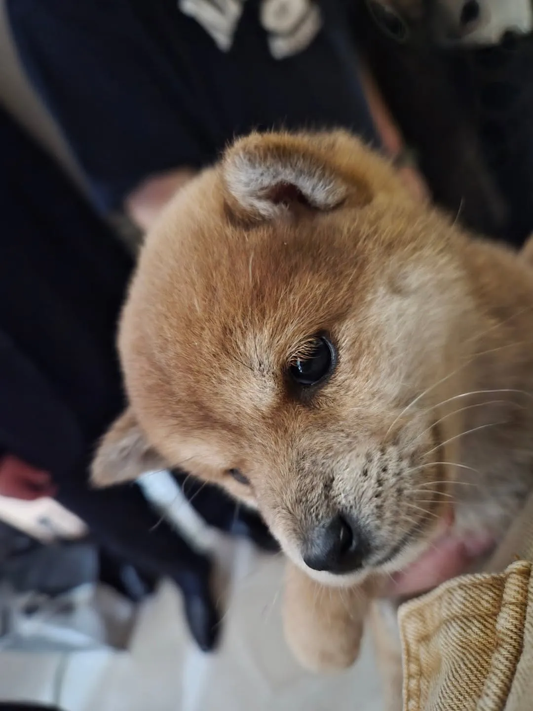 TOMORROW X TOGETHER, Beomgyu, Instagram, chó con, TXT