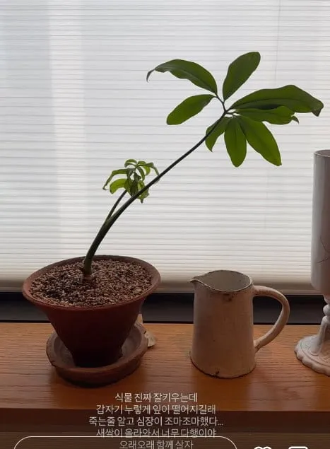 車貞媛, 伴侶植物, 河正宇, 熱戀, 網紅