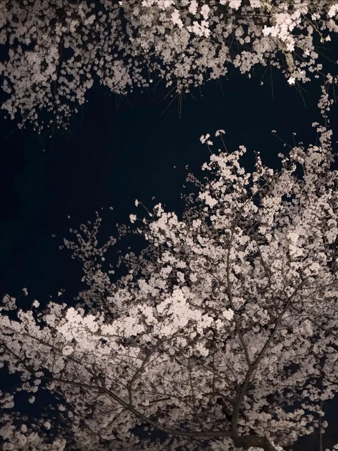 朴珪瑛, 演員, Instagram, 照片, 粉絲