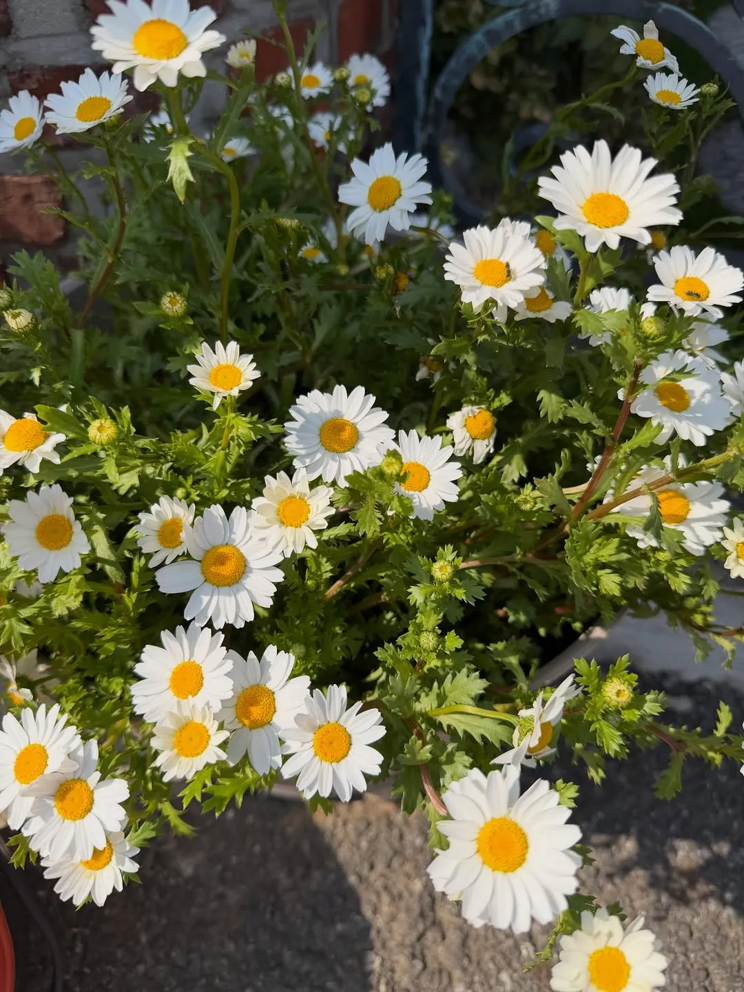 泫雅, 偶像, Instagram, 照片, 魅力