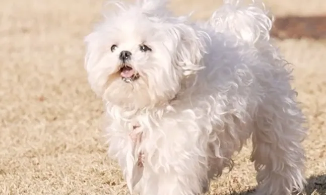 Koo Seong-hwan, I Live Alone, Kkotbuni, Goojeossi, Diet, Separation