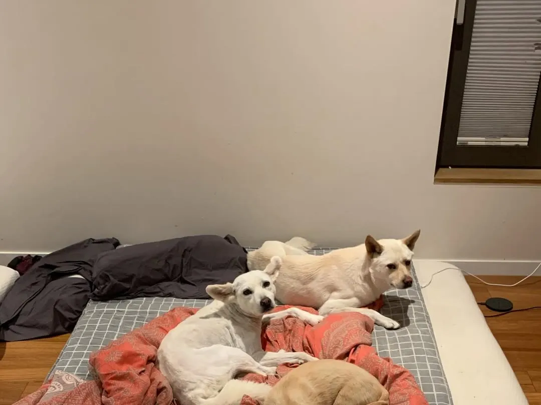 李孝利, 爱犬, 照片, 卫生, 争议, 指责