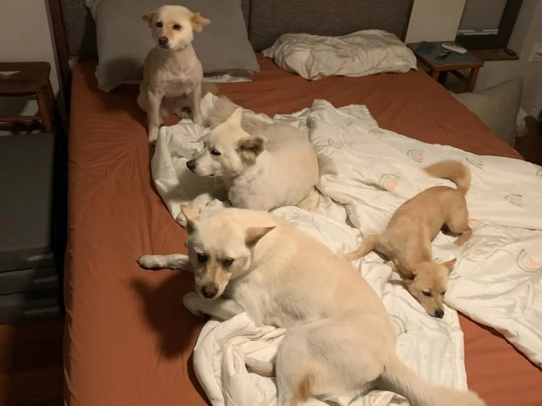 李孝利, 爱犬, 照片, 卫生, 争议, 指责