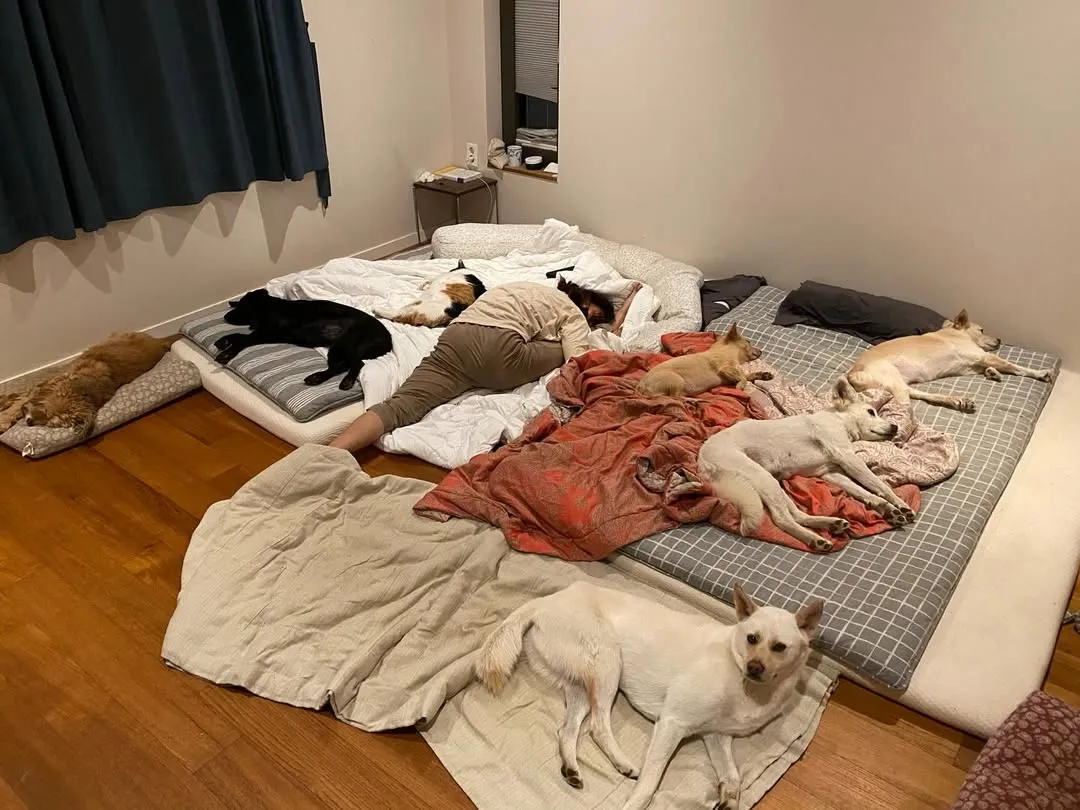 李孝利, 爱犬, 照片, 卫生, 争议, 指责