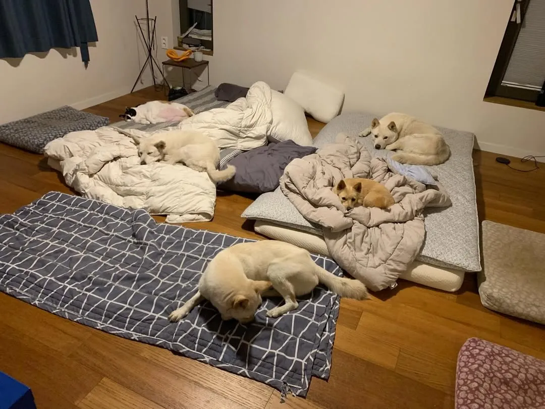 李孝利, 爱犬, 照片, 卫生, 争议, 指责