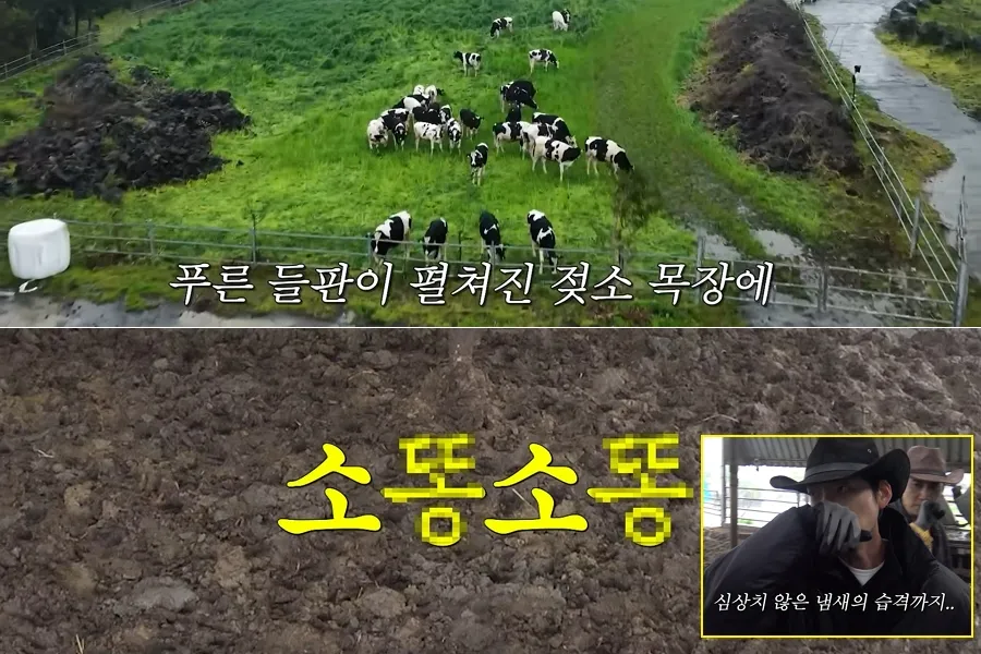 "Kkong-Kkong Farm Farm" Drops Shocking First Teaser — Lee Kwang-soo, Kim Woo-bin, and Do Kyung-soo Go To War With Cow Manure